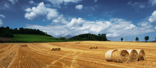 summer landscape cornfield hay bales
