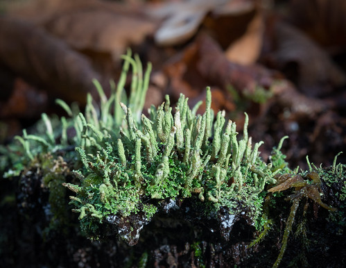 france macro photographie lichen leslandes sabres aquitaine régnedesmycotaetdesfungi poursouguère