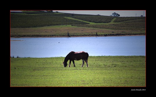 horse water pool field grass vineyard pond dam meadow winery grapes grazing equine clydesdale grapevines draughthorse