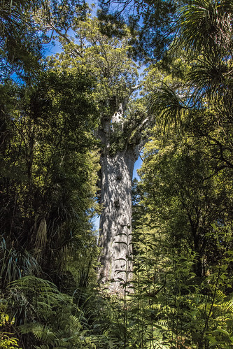 nz newzealand new zealand tree forest kauri beautiful big woods trees huge amazing green nature landscape