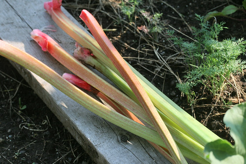 rhubarb 070