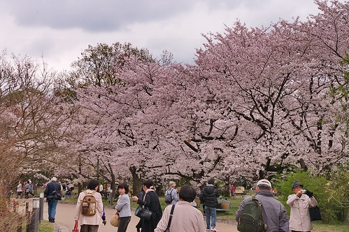 【写真】2013 桜 : 京都府立植物園/2020-12-16/IMGP9453