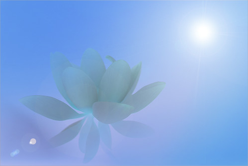 Lotus Flower Surreal Series - DD0A9713-i-bl-bz-1000