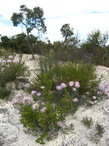 flowers bush flora australia