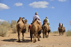 Thar Camel Safari