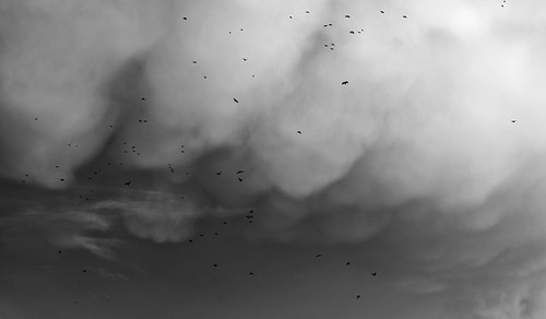 light shadow sky blackandwhite storm nature birds animal clouds contrast skyscape landscape day monochromatic nancy ravens endoftheworld mammatus 500d stormscape canon55250mmf456