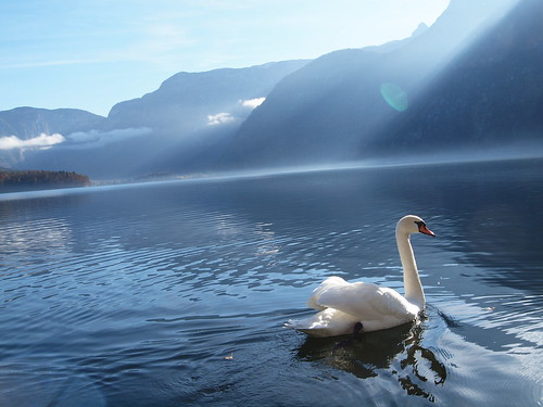 morning sun sunlight white lake mountains 30 sunrise austria see österreich swan shine olympus berge e lower niederösterreich e30 salzkammergut hallstatt
