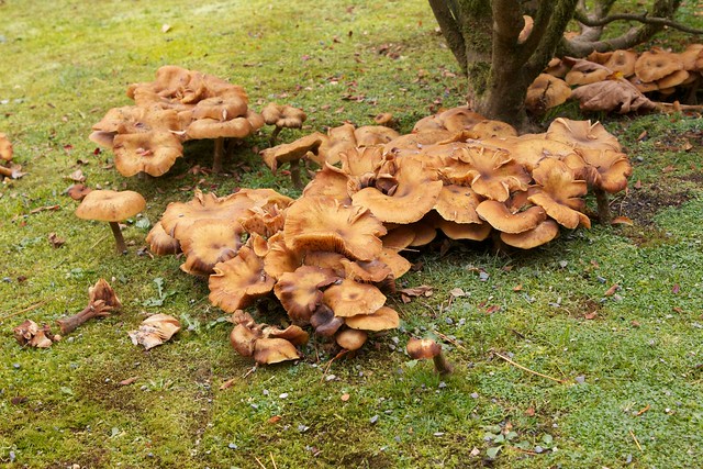 Mushrooms at Base of Bush