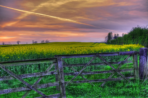 sunset field evening gate leicestershire vapourtrail rapeseed oilseedrape tonemapped