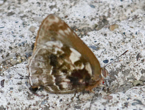 2017 170228 butterfly ecuador hairstreak insect lycaenidae michaelusjebus podocarpusnationalpark theclinae variegatedhairstreak michaelus