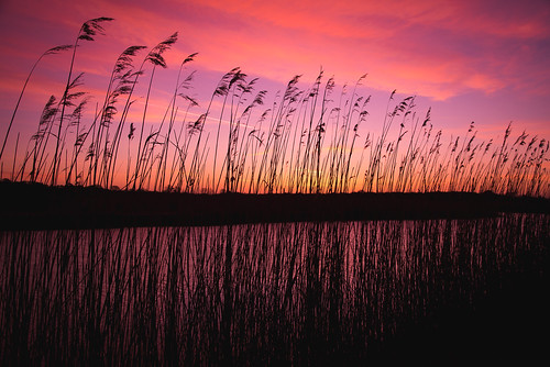 sunrise sunset suffolk snape reeds nature colours colors dawn silhouette silhouettes clouds river eastanglia uk england simontalbothurnphotography