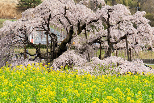 miharu 三春 fukushima 福島 japan 日本 cherryblossom 桜 菜の花 flower 花