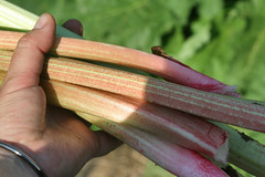 rhubarb 075