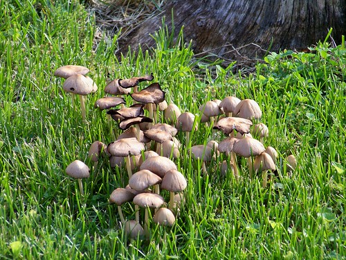 tree mushroom fauna yard mushrooms backyard fungi fungus stump treestump garyindiana