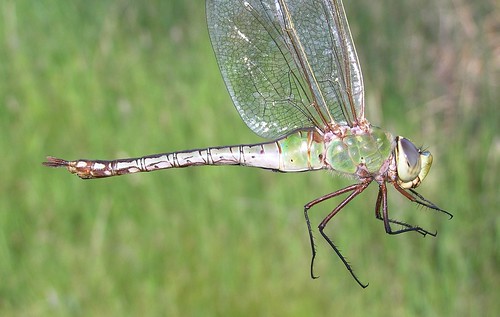 insect dragonfly darner odonata anisoptera aeshnidae commongreendarner anaxjunius