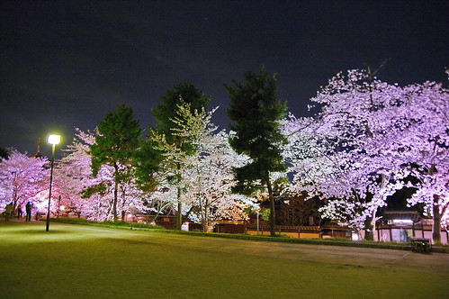 【写真】2013 桜 : 高台寺（２）/2020-11-07/IMGP9335