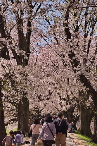 【写真】2013 桜 : 背割堤/2020-03-23/IMGP9678