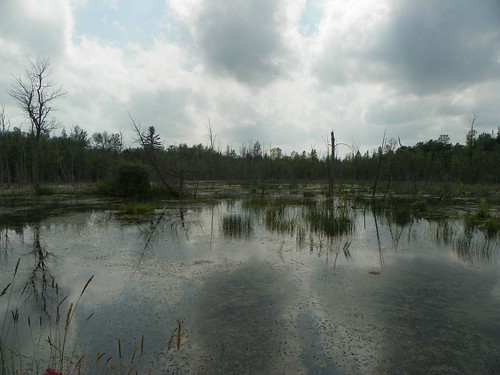 swamp1