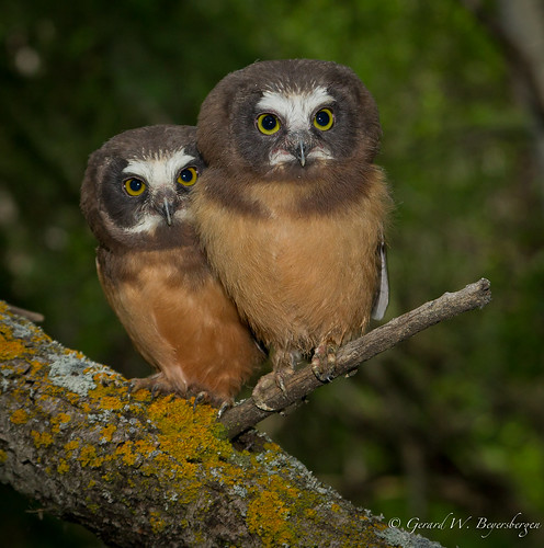 birds alberta owls nestbox aegoliusacadicus northernsawwhetowl strigidae strathconacounty nsow