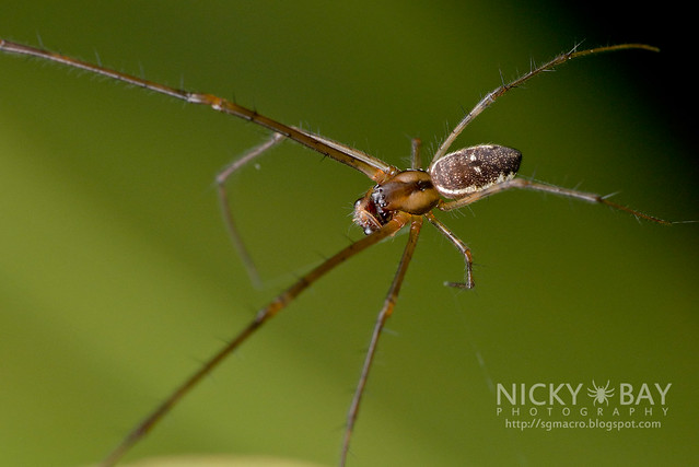 Big-Jawed Spider (Tetragnathidae) - DSC_2975