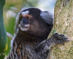 Mono Macaco - Rio de Janeiro