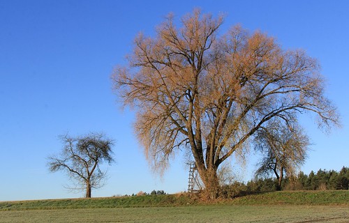 germany thuringia village schackendorf willowtree baretree hunters´perch weidenbaum weide hochsitz
