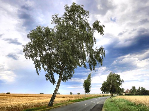 road trees sky clouds rural germany europe wismar mecklenburgvorpommern pöhl