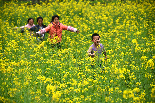Running in the rapeseed field