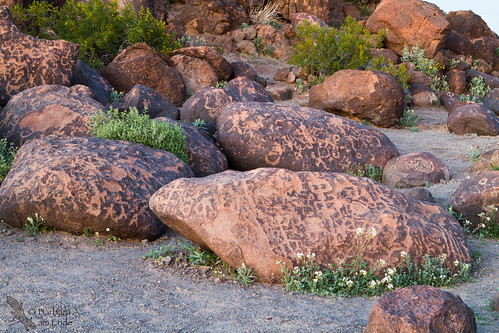 arizona usa unitedstates az rockart blm paintedrock dateland gilabend petrogylphs