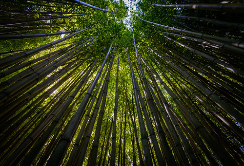 light newzealand sky lines bamboo