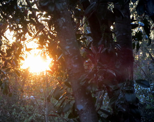 lumberton nc northcarolina robesoncounty backyard nature tree trees sun natural lateafternoon earlyevening settingsun sunshine sunset