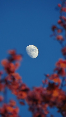 moon bluesky clearbluesky bloom blooming fullbloom peakbloom blossom blossoms springbloom