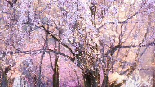 cherry blossoms sakura kyoto kioto 京都御苑 kyotoimperialpalacepark lights bokeh 糸桜 近衛邸跡 my2ndtrial manual allmanual imagery 心象 sunset sparkle sparkling flower pink 表現 april 日本