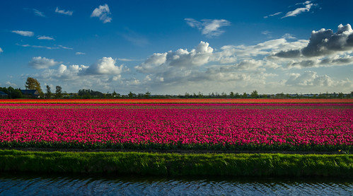 bollenstreek bulbgrowingare halfweg lisse leiden haarlem netherlands holland southholland tulip tulips polder countryside dutchcountryside