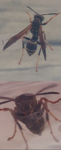wasp hornet canada ontario