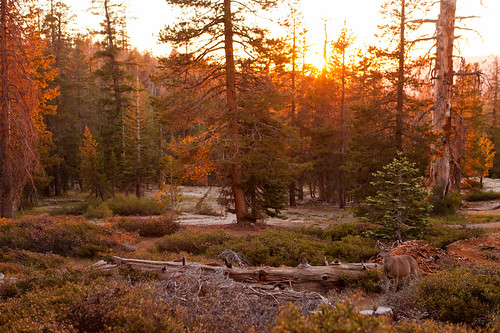 california park sunset summer nature rock pine america forest landscape woods united deer national american yosemite dome half states
