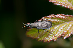 Sciomyzidae - Photo of Nomdieu