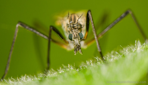 macro nature norway insect norge nikon sd makro cranefly extensiontube giske møreogromsdal kenko tipulidae norwegan nikkor105mmf28gedifafsvr møreandromsdal d7000