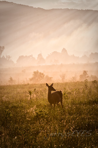 sunrise wildlife fineart deer smokymountains cadescove