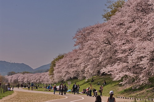 【写真】2013 桜 : 背割堤/2020-03-23/IMGP9709