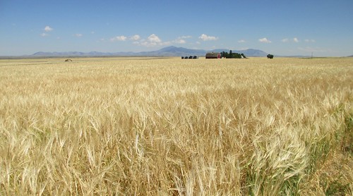 landscapes montana mt wheat greatplains cascadecounty