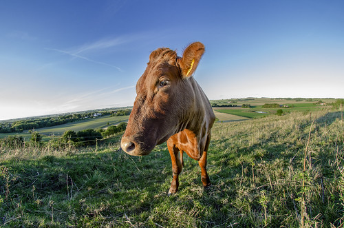 cow denmarklandscape