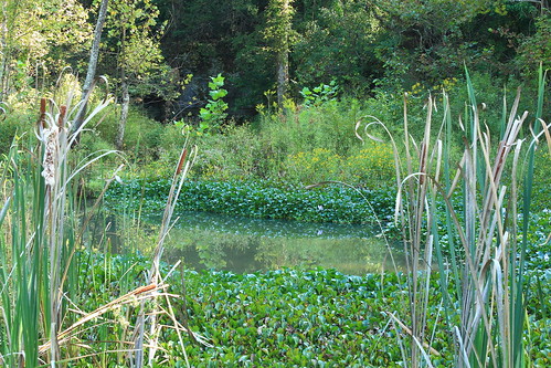 water canon swamp tennesseeriver canoncamera lowground wheelerwildliferefuge tennesseerivervalley waterfoliage theamazingtennesseevalley canont3i