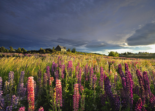 newzealand summer tourism nature landscapes colorful day cloudy scenic alpine southisland hdr lupin lupine goldenhour tekapo lupines lupinus
