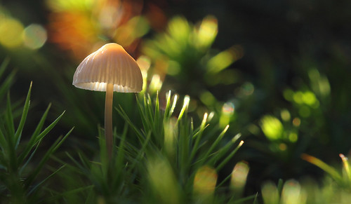 autumn macro mushroom scotland moss fungi cap backlit lit magical autumnal backlighting northayrshire lowpointofview