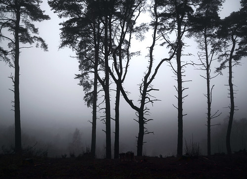 trees mist fog landscape december surrey a3 nationaltrust hindhead haslemere scotspine 2013 thedevilspunchbowl