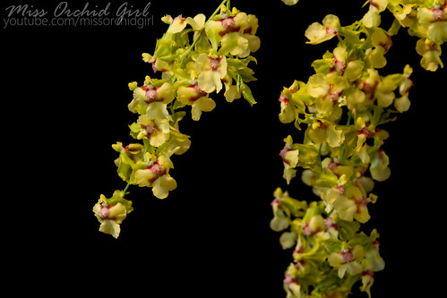 Specii si modele de orhidee parfumate - Pagina 2 12747795174_21112bf685