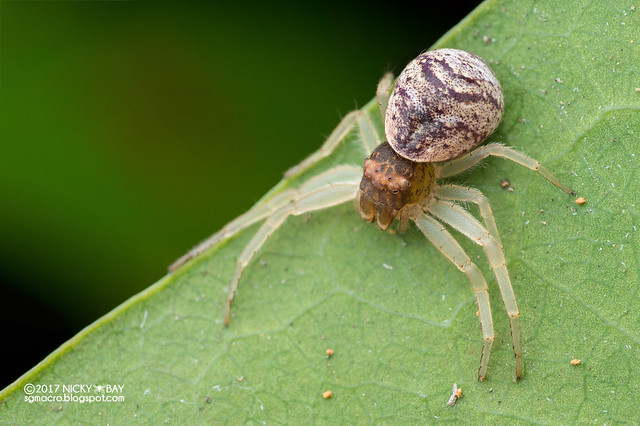 Crab spider (cf. Alcimochthes sp.) - DSC_2409