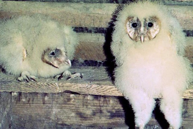 Young Barn Owls in Attic of House (1981)