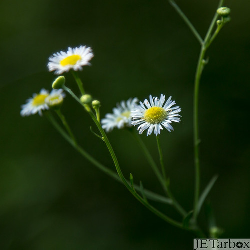 weed wildflowers closeupphotography daisyfleabane fleabane